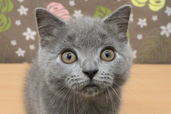 ブリティッシュ