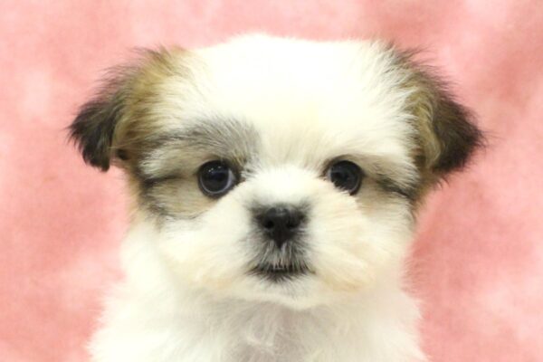 ミックス（ハーフ犬）