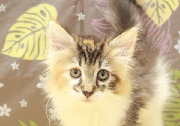 ノルウェージャンフォレストキャット