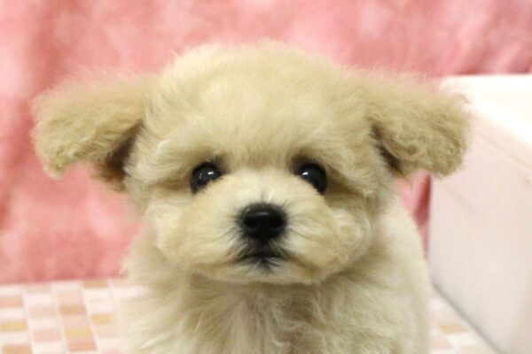 ミックス（ハーフ犬）