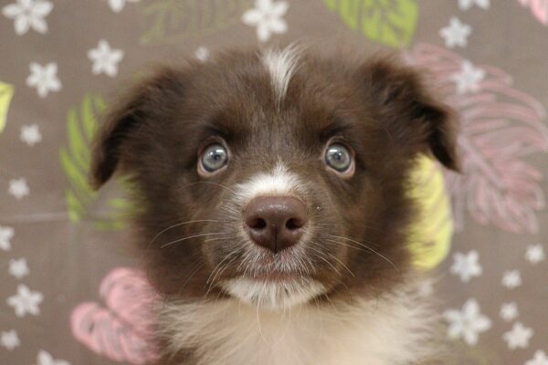 ボーダーコリー