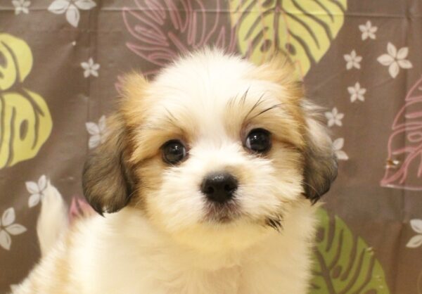 ミックス(ハーフ犬)