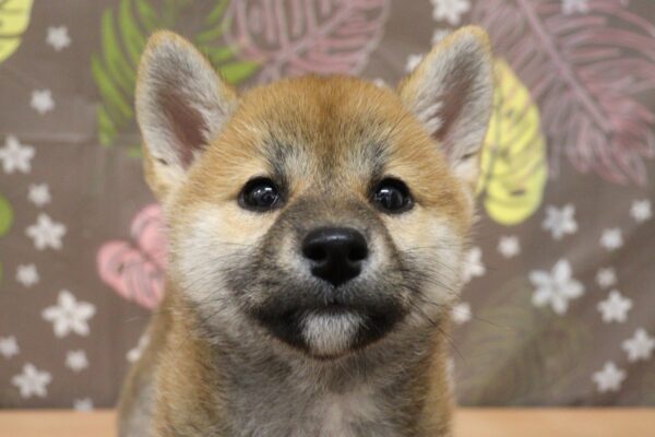 柴犬