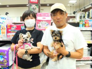 ヨークシャーテリアちゃん【横浜永田台店】