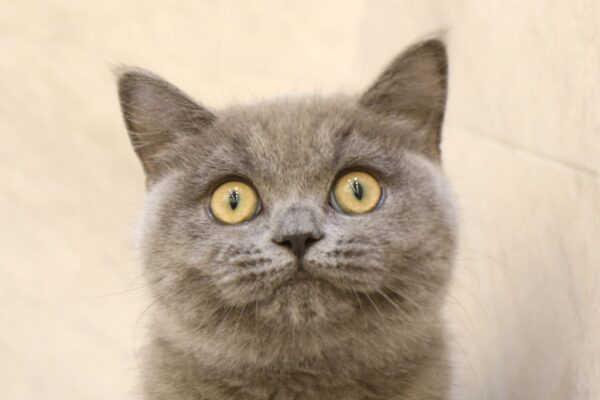 ブリティッシュ