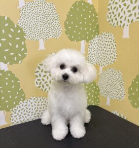 【ルビットパーク岡崎店】わんちゃんのトリミング＆カットスタイル紹介