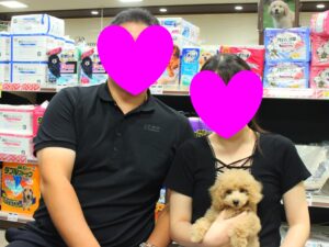トイプードルちゃん【横浜永田台店】