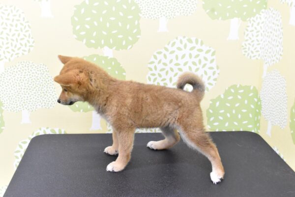愛知県の柴犬(標準サイズ) (ペットショッププチマリア ルビットパーク岡崎店/2026年7月5日生まれ/女の子/赤)の子犬の3枚目の画像