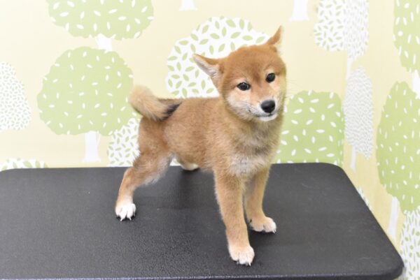 愛知県の柴犬(標準サイズ) (ペットショッププチマリア ルビットパーク岡崎店/2026年7月5日生まれ/女の子/赤)の子犬の4枚目の画像