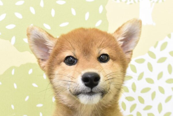 愛知県の柴犬(標準サイズ) (ペットショッププチマリア ルビットパーク岡崎店/2026年7月5日生まれ/女の子/赤)の子犬の1枚目の画像