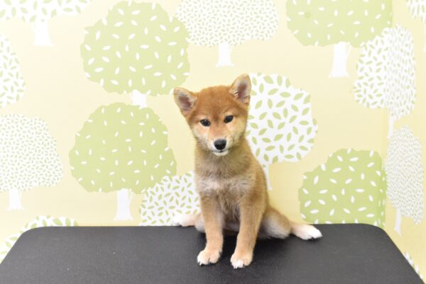 愛知県の柴犬(標準サイズ) (ペットショッププチマリア ルビットパーク岡崎店/2026年7月5日生まれ/女の子/赤)の子犬の2枚目の画像