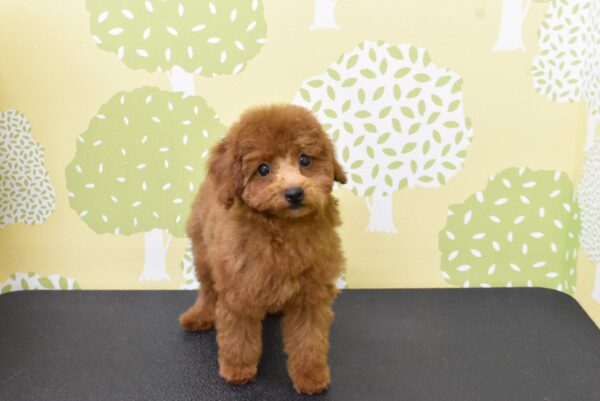 愛知県のトイプードル(トイ) (ペットショッププチマリア ルビットパーク岡崎店/2026年6月27日生まれ/男の子/レッドフォーン)の子犬の2枚目の画像