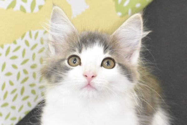 ノルウェージャンフォレストキャット