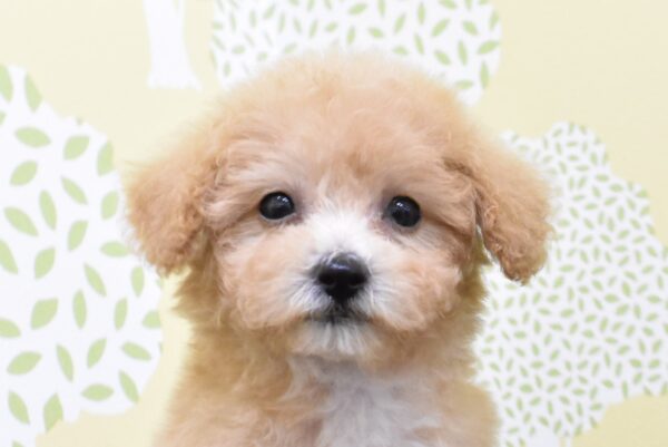 ミックス（ハーフ犬）