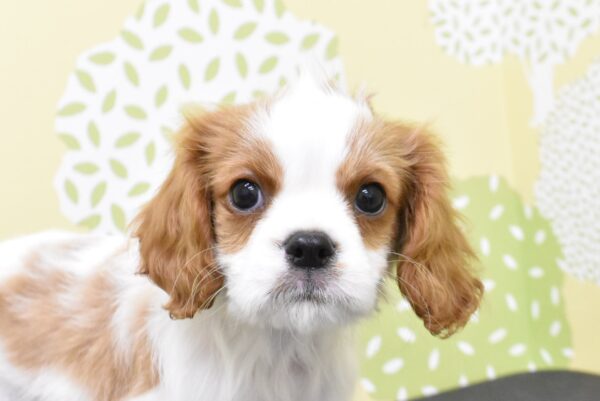 愛知県のキャバリアキングチャールズスパニエル (ペットショッププチマリア ルビットパーク岡崎店/2026年8月15日生まれ/男の子/ブレンハイム)の子犬の1枚目の画像
