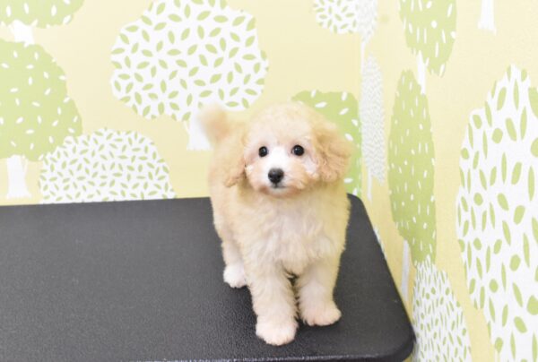 愛知県のトイプードル(トイ) (ペットショッププチマリア ルビットパーク岡崎店/2026年8月19日生まれ/女の子/クリーム)の子犬の4枚目の画像