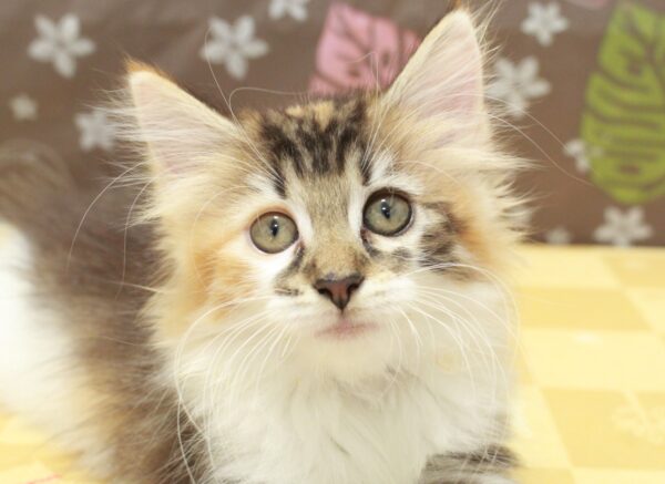 ノルウェージャンフォレストキャット