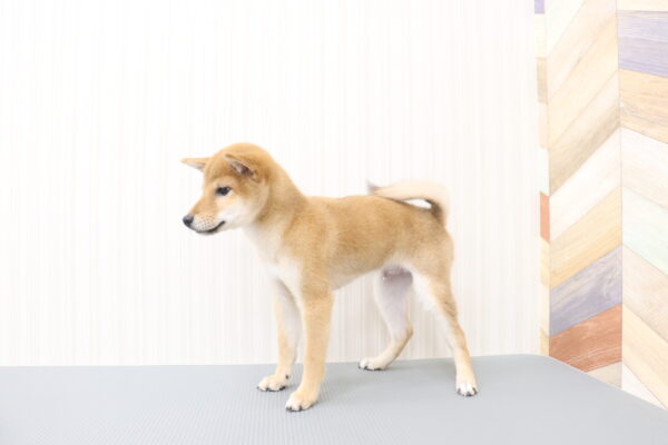 三重県の柴犬(標準サイズ) (ペットショッププチマリア イオンタウン伊勢ララパーク店/2026年6月9日生まれ/男の子/赤)の子犬の3枚目の画像