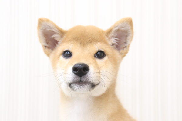 三重県の柴犬(標準サイズ) (ペットショッププチマリア イオンタウン伊勢ララパーク店/2026年6月9日生まれ/男の子/赤)の子犬の1枚目の画像