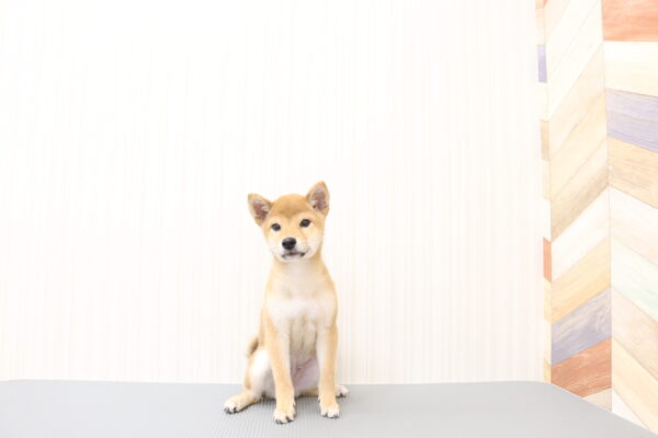 三重県の柴犬(標準サイズ) (ペットショッププチマリア イオンタウン伊勢ララパーク店/2026年6月9日生まれ/男の子/赤)の子犬の4枚目の画像
