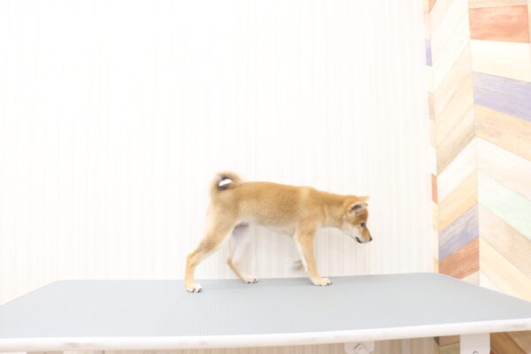 三重県の柴犬(標準サイズ) (ペットショッププチマリア イオンタウン伊勢ララパーク店/2026年6月9日生まれ/男の子/赤)の子犬の2枚目の画像