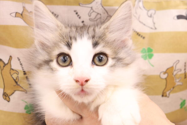 ノルウェージャンフォレストキャット