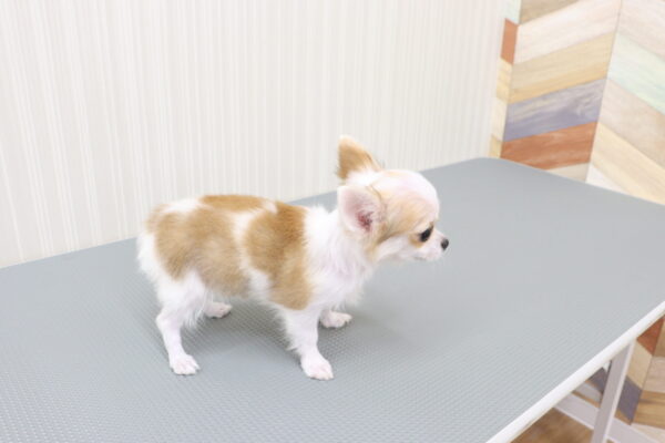 三重県のチワワ(ロング) (ペットショッププチマリア イオンタウン伊勢ララパーク店/2026年7月8日生まれ/男の子/フォーンホワイト)の子犬の3枚目の画像