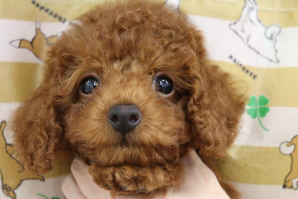 三重県のトイプードル(トイ) (ペットショッププチマリア イオンタウン伊勢ララパーク店/2026年8月23日生まれ/女の子/レッド)の子犬