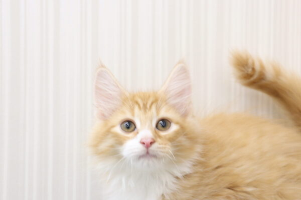 ノルウェージャンフォレストキャット
