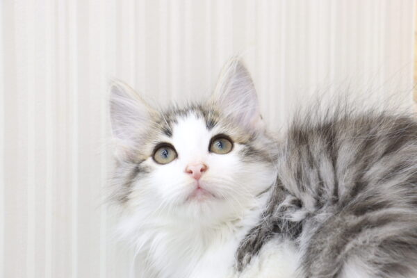 ノルウェージャンフォレストキャット