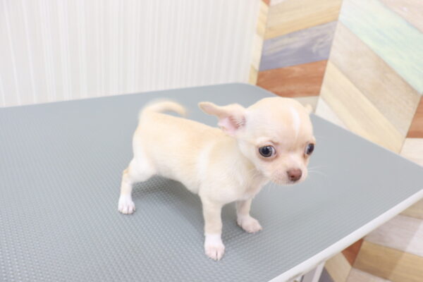 三重県のチワワ(ロング) (ペットショッププチマリア イオンタウン伊勢ララパーク店/2026年8月21日生まれ/女の子/クリーム)の子犬の2枚目の画像