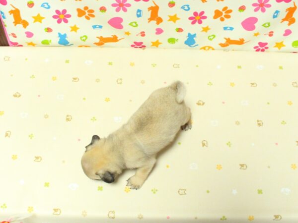 神奈川県のパグ (ペットショッププチマリア 横浜永田台店/2026年8月2日生まれ/男の子/フォーン)の子犬の3枚目の画像