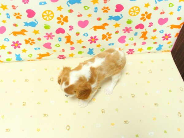 神奈川県のキャバリアキングチャールズスパニエル (ペットショッププチマリア 横浜永田台店/2026年8月5日生まれ/女の子/ブレンハイム)の子犬の3枚目の画像
