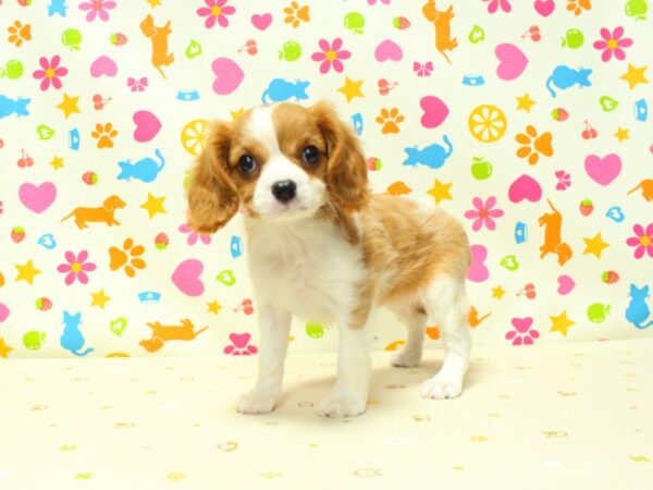 神奈川県のキャバリアキングチャールズスパニエル (ペットショッププチマリア 横浜永田台店/2026年8月5日生まれ/女の子/ブレンハイム)の子犬の2枚目の画像