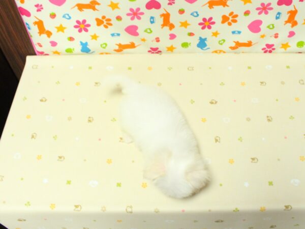 神奈川県のマルチーズ (ペットショッププチマリア 横浜永田台店/2026年7月31日生まれ/女の子/ホワイト)の子犬の3枚目の画像
