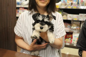 ミニチュアシュナウザー【若葉台店】