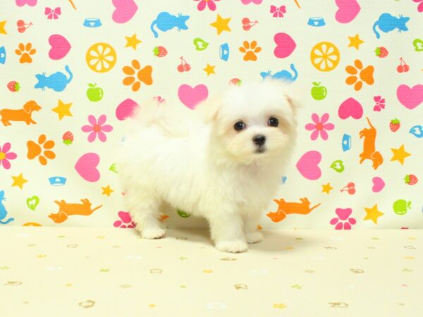 神奈川県のマルチーズ (ペットショッププチマリア 横浜永田台店/2026年7月31日生まれ/女の子/ホワイト)の子犬の4枚目の画像