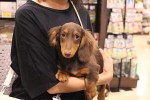 ミニチュアダックスフンド【若葉台店】