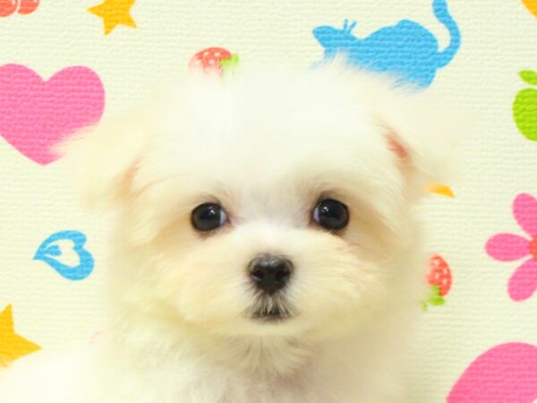 神奈川県のマルチーズ (ペットショッププチマリア 横浜永田台店/2026年7月31日生まれ/女の子/ホワイト)の子犬の1枚目の画像