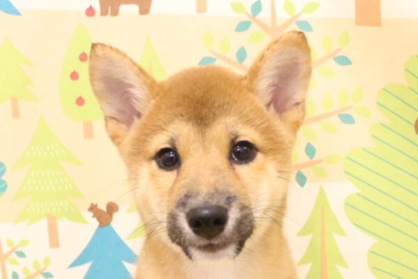 東京都の柴犬(標準サイズ) (ペットショッププチマリア 東久留米店/2026年6月29日生まれ/男の子/赤)の子犬の1枚目の画像