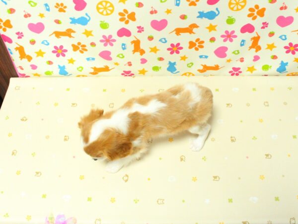 神奈川県のキャバリアキングチャールズスパニエル (ペットショッププチマリア 横浜永田台店/2026年8月5日生まれ/女の子/ブレンハイム)の子犬の3枚目の画像