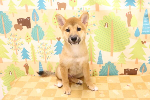 東京都の柴犬(標準サイズ) (ペットショッププチマリア 東久留米店/2026年6月29日生まれ/男の子/赤)の子犬の2枚目の画像