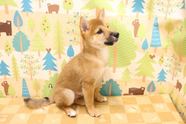 東京都の柴犬(標準サイズ) (ペットショッププチマリア 東久留米店/2026年6月29日生まれ/男の子/赤)の子犬の4枚目の画像