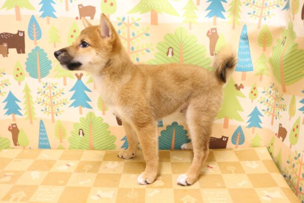 東京都の柴犬(標準サイズ) (ペットショッププチマリア 東久留米店/2026年6月29日生まれ/男の子/赤)の子犬の3枚目の画像