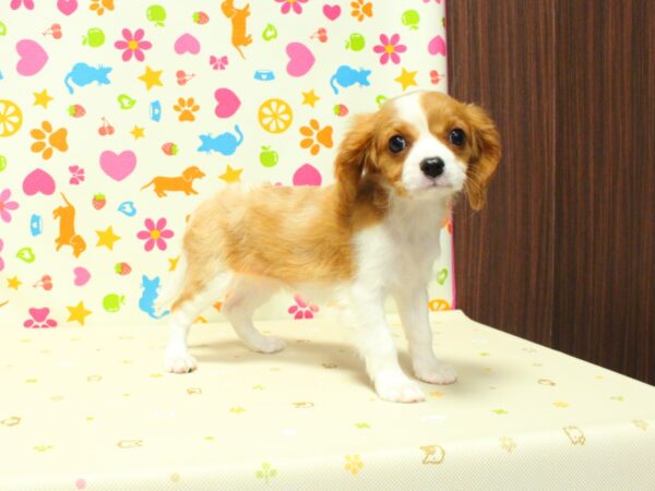 神奈川県のキャバリアキングチャールズスパニエル (ペットショッププチマリア 横浜永田台店/2026年8月5日生まれ/女の子/ブレンハイム)の子犬の4枚目の画像