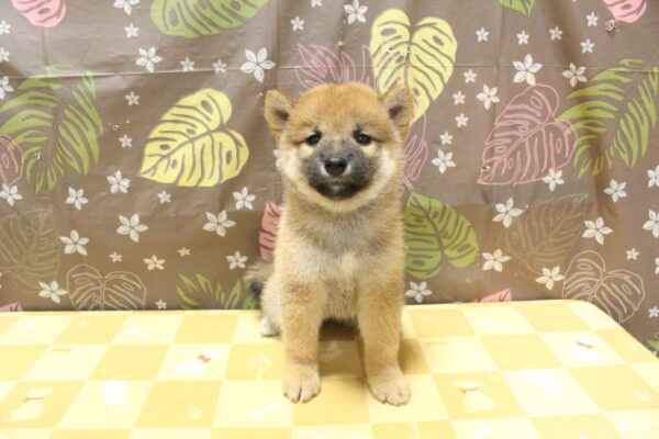 東京都の柴犬(標準サイズ) (ペットショッププチマリア 町田多摩境店/2026年8月19日生まれ/女の子/赤)の子犬の2枚目の画像