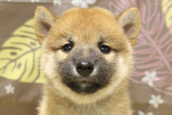 柴犬