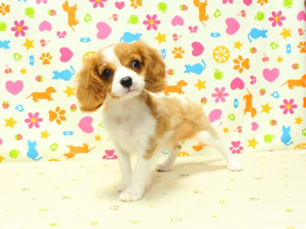 神奈川県のキャバリアキングチャールズスパニエル (ペットショッププチマリア 横浜永田台店/2026年8月5日生まれ/女の子/ブレンハイム)の子犬の2枚目の画像