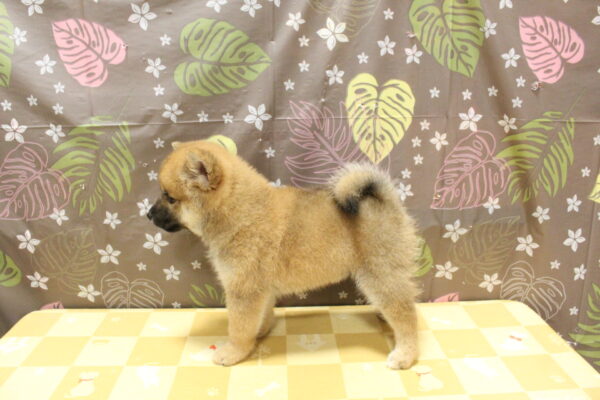 東京都の柴犬(標準サイズ) (ペットショッププチマリア 町田多摩境店/2026年8月19日生まれ/女の子/赤)の子犬の3枚目の画像
