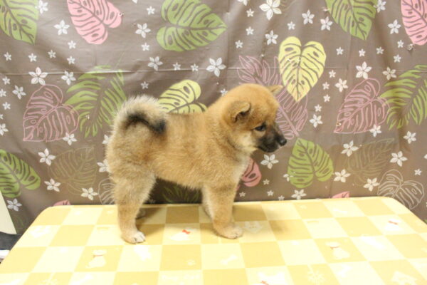 東京都の柴犬(標準サイズ) (ペットショッププチマリア 町田多摩境店/2026年8月19日生まれ/女の子/赤)の子犬の4枚目の画像